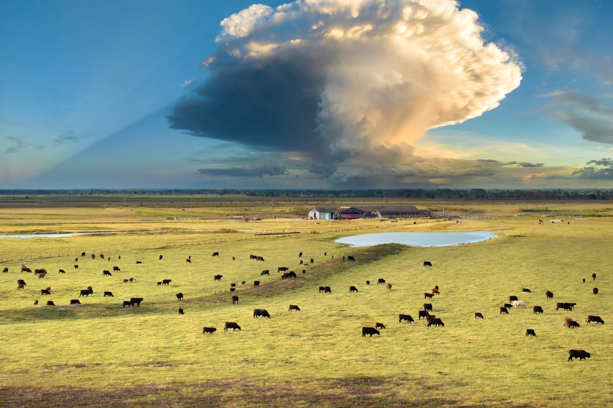Cattle grazing on farmland pasture