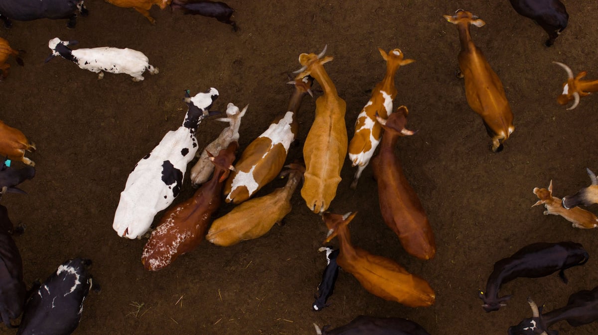 Aerial view of a herd of cows with various colors on a dirt field